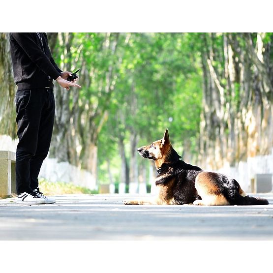 ELEKTRICKÝ VÝCVIKOVÝ OBOJOK PRE PSA pj-098