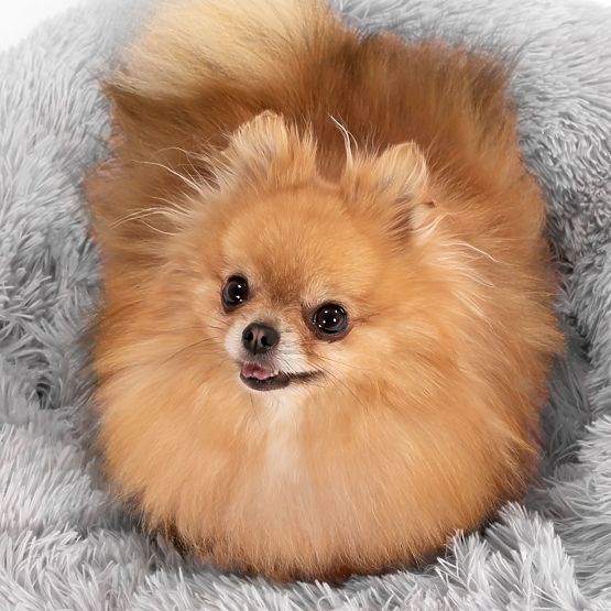 PELIEŠOK PRE PSA MAČKU PJ-013 SVETLOSIVÝ M