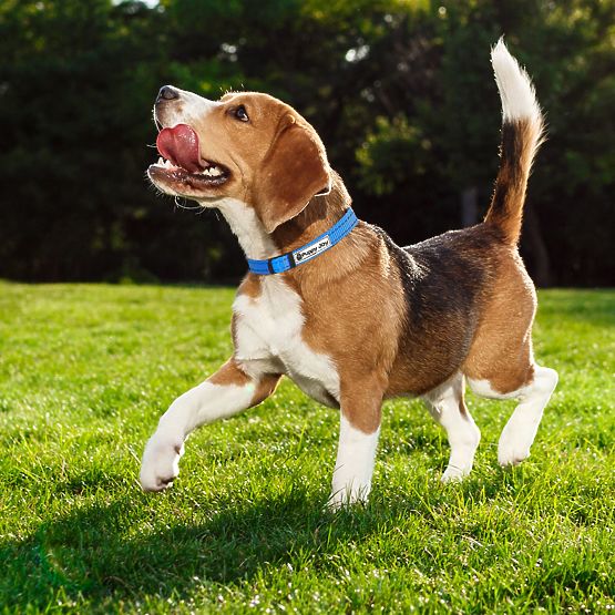 Reflexné vodítko a obojok pre psa PJ-037 modrý