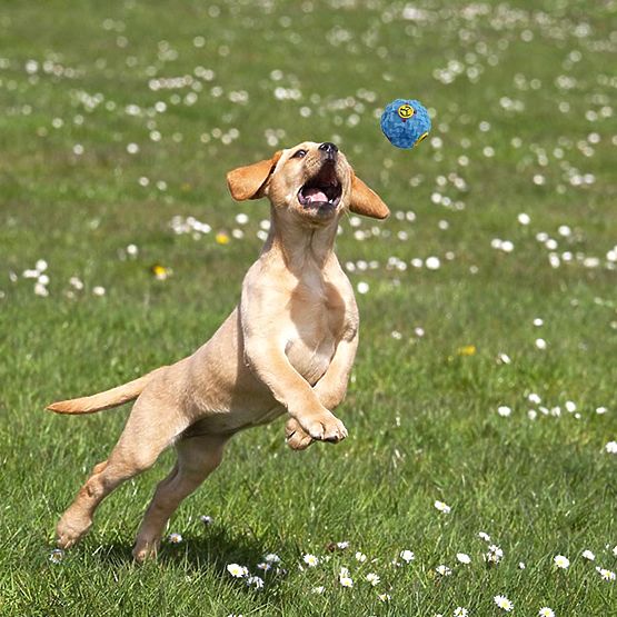 Sada 10 hračiek pre psov BALTO preťahovadlá