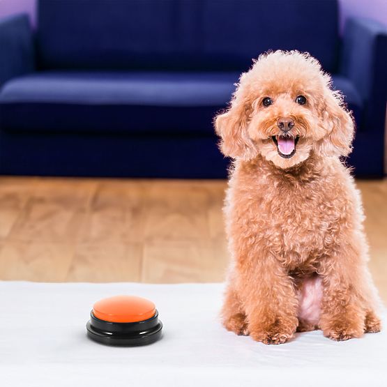 Sada 4 komunikačných tlačidiel pre psa TALKER