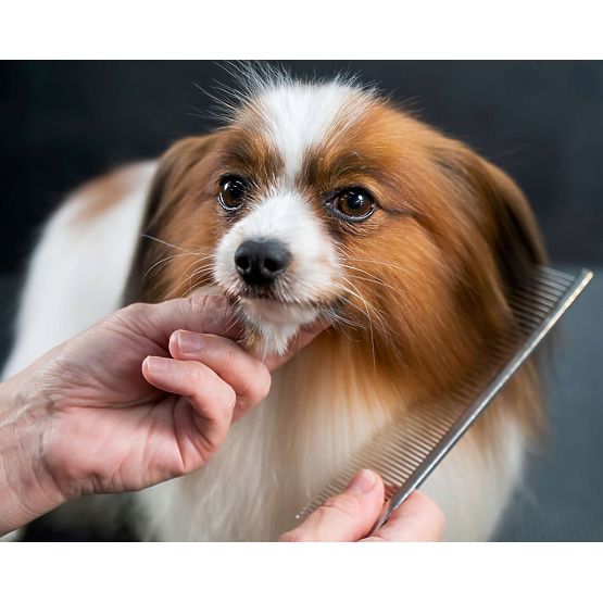 Sada nožníc pre zvieratá GROMMY pre psa a mačku