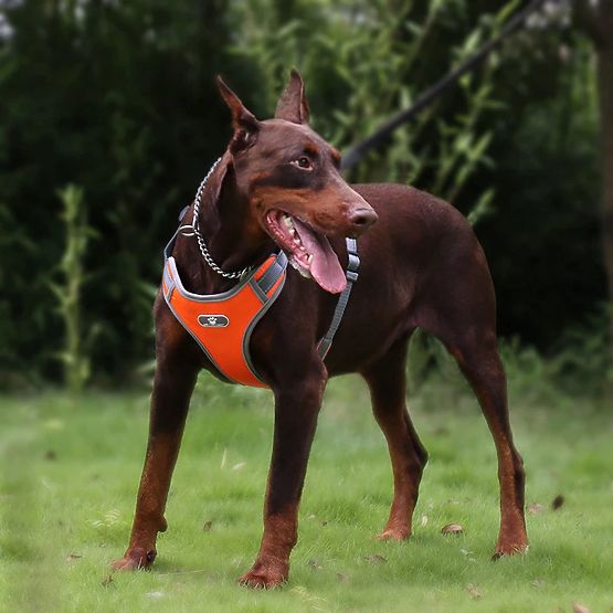 Tréningové prechádzkové postroje pre psa ASTRO oranžové veľkosť XL