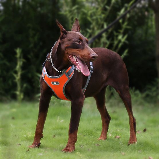 Tréningový postroj pre psa ASTRO oranžový veľkosť L
