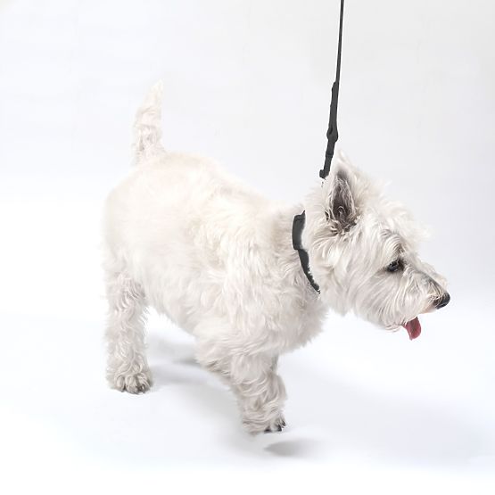 Vodítko a obojok pre psa PJ-067 čierna S