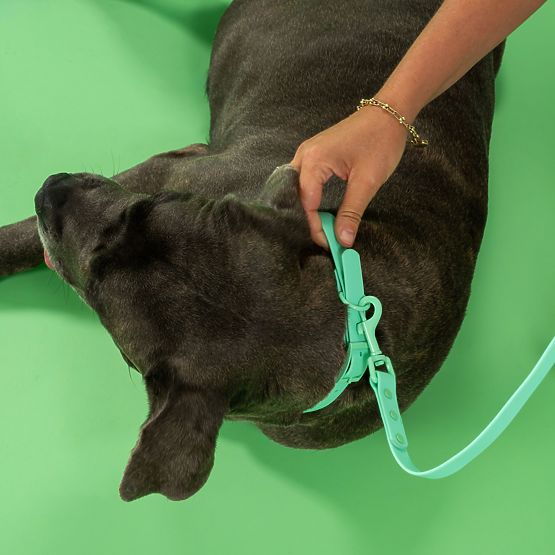 Vodítko a obojok pre psa PJ-069 zelený S