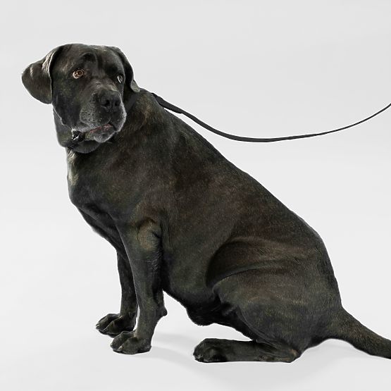 Vodítko a obojok pre psa PJ-071 čierna M