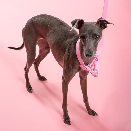 Vodítko a obojok pre psa PJ-072 ružová M