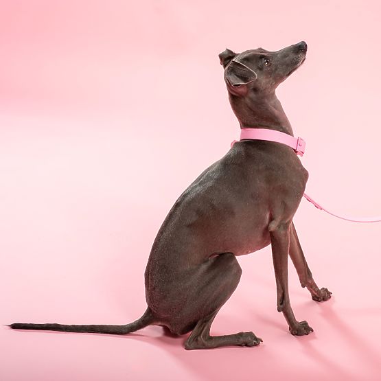 Vodítko a obojok pre psa PJ-072 ružová M