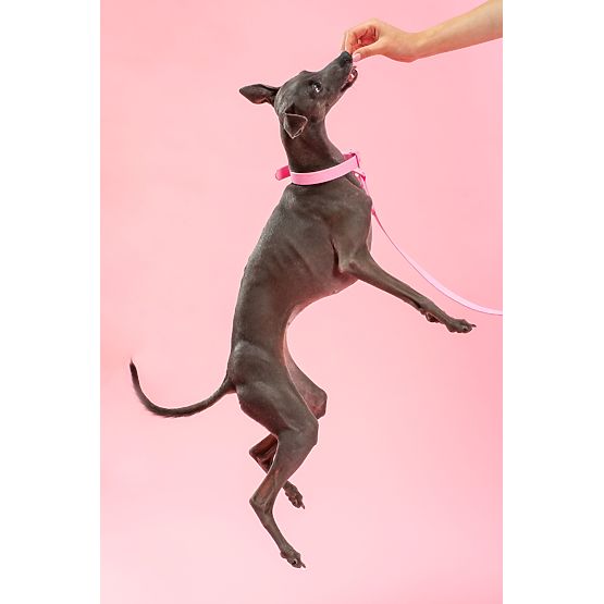 Vodítko a obojok pre psa PJ-072 ružová M