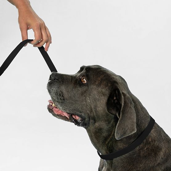 Vodítko a obojok pre psa PJ-075 čierna L