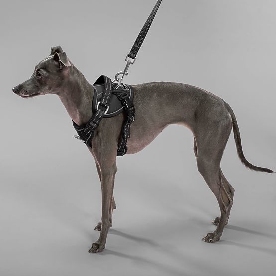 Vodítko a postroj pre psa PJ-051 čierna S