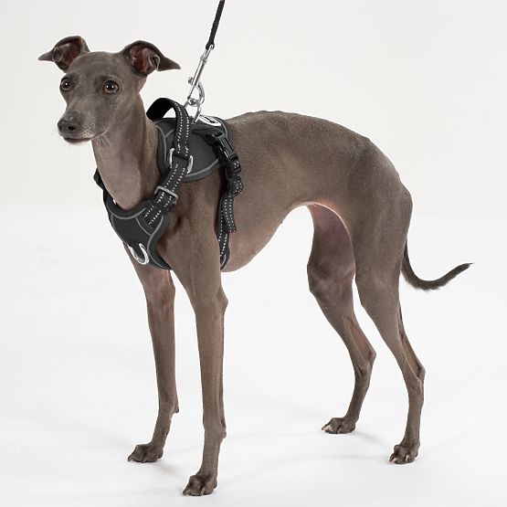 Vodítko a postroj pre psa PJ-055 čierna M