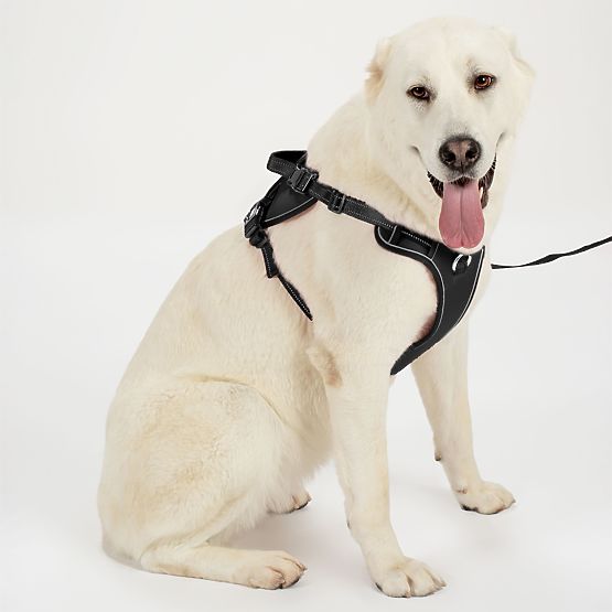 Vodítko a postroj pre psa PJ-059 čierna L