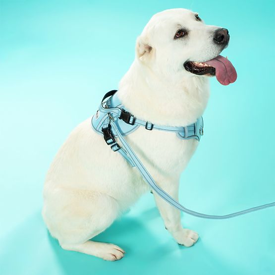Vodítko a postroj pre psa PJ-066 modrá XL
