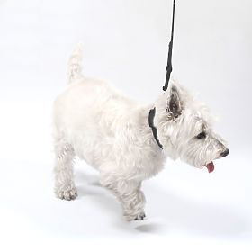 Vodítko a obojok pre psa PJ-067 čierna S