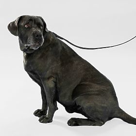 Vodítko a obojok pre psa PJ-075 čierna L